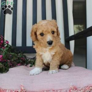 Austin, Mini Goldendoodle Puppy