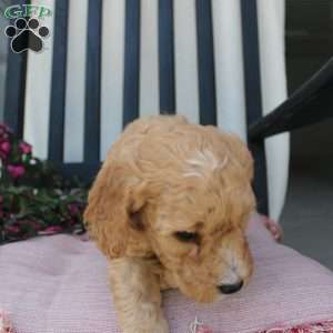 Austin, Mini Goldendoodle Puppy