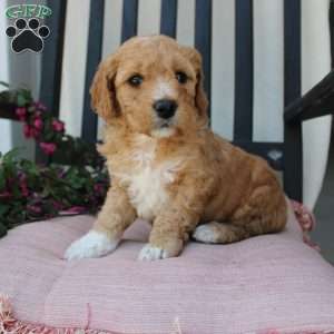 Austin, Mini Goldendoodle Puppy