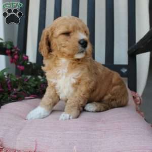 Austin, Mini Goldendoodle Puppy