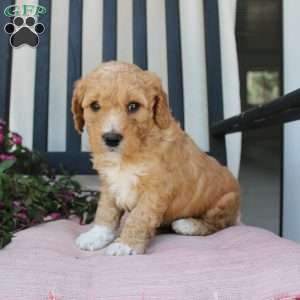 Austin, Mini Goldendoodle Puppy