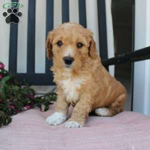 Austin, Mini Goldendoodle Puppy