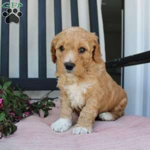 Austin, Mini Goldendoodle Puppy