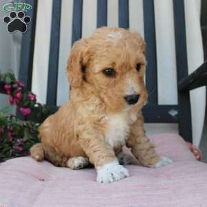 Austin, Mini Goldendoodle Puppy