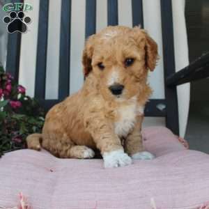 Austin, Mini Goldendoodle Puppy