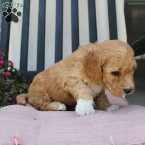 Austin, Mini Goldendoodle Puppy