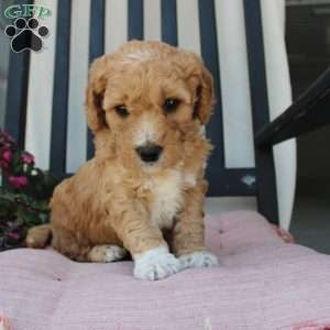 Austin, Mini Goldendoodle Puppy