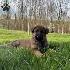 Azalea, German Shepherd Puppy