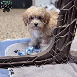 Honey, Cavapoo Puppy