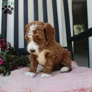 Adam, Mini Goldendoodle Puppy