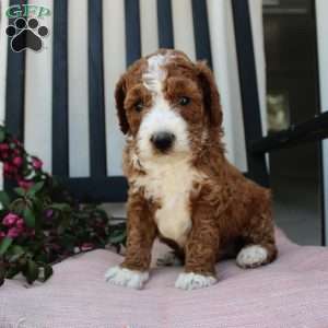 Adam, Mini Goldendoodle Puppy