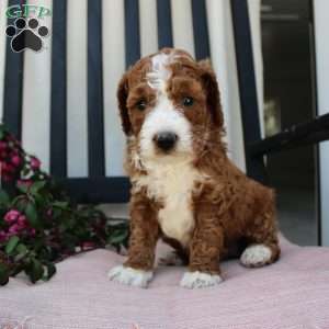 Adam, Mini Goldendoodle Puppy