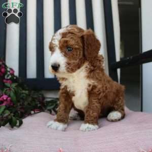 Adam, Mini Goldendoodle Puppy