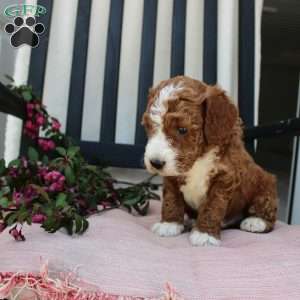 Adam, Mini Goldendoodle Puppy