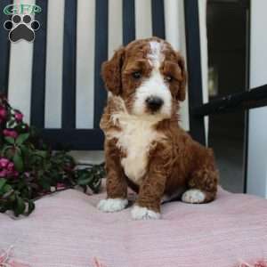 Adam, Mini Goldendoodle Puppy