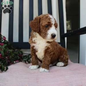 Adam, Mini Goldendoodle Puppy