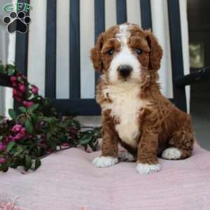 Adam, Mini Goldendoodle Puppy