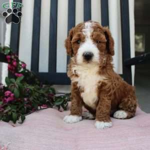 Adam, Mini Goldendoodle Puppy