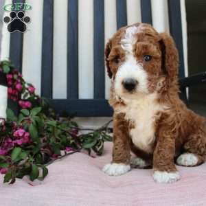 Adam, Mini Goldendoodle Puppy