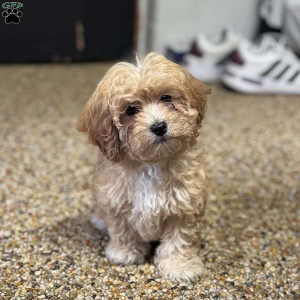 Honey, Cavapoo Puppy