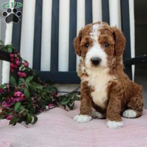 Adam, Mini Goldendoodle Puppy