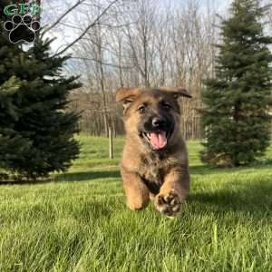 Azalea, German Shepherd Puppy