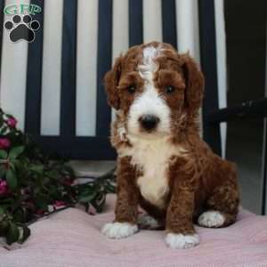 Adam, Mini Goldendoodle Puppy