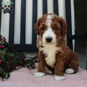Adam, Mini Goldendoodle Puppy