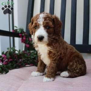 Adam, Mini Goldendoodle Puppy