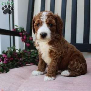 Adam, Mini Goldendoodle Puppy