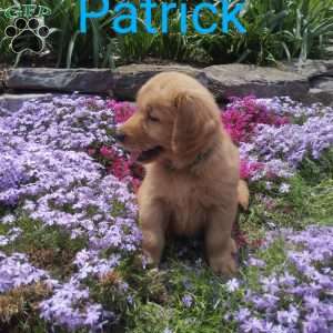 Patrick, Golden Retriever Puppy