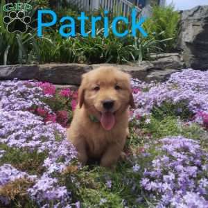 Patrick, Golden Retriever Puppy