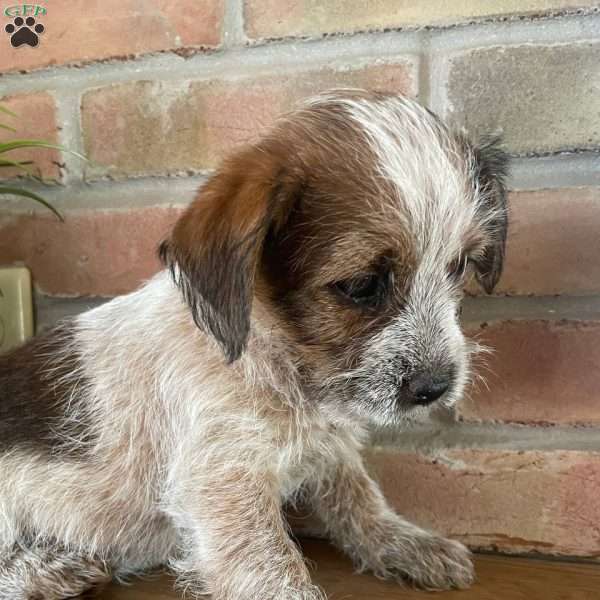Ralph, Shih Tzu Mix Puppy