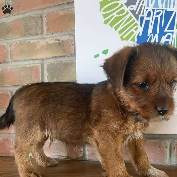 Teddy, Shih Tzu Mix Puppy