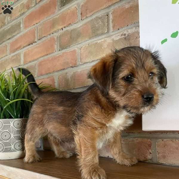 Chase, Shih Tzu Mix Puppy