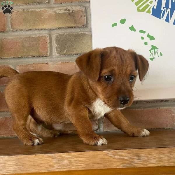 Jack, Shih Tzu Mix Puppy