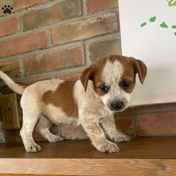 Molly, Shih Tzu Mix Puppy