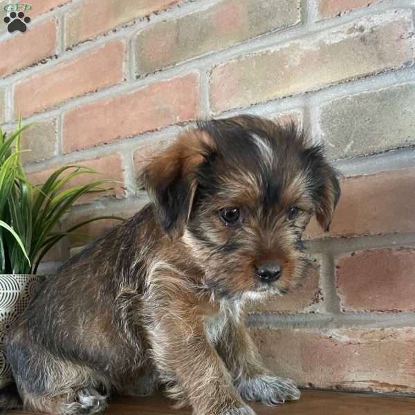 Ranger, Shih Tzu Mix Puppy