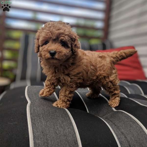 Lilly, Maltipoo Puppy