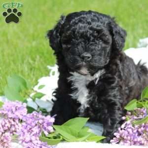Breeze, Cavapoo Puppy