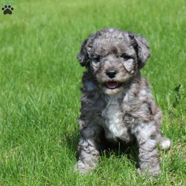 Bella, Cavapoo Puppy