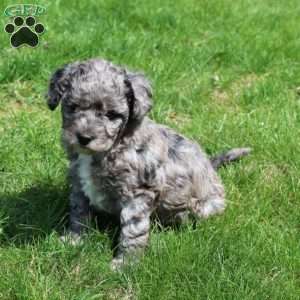 Bella, Cavapoo Puppy