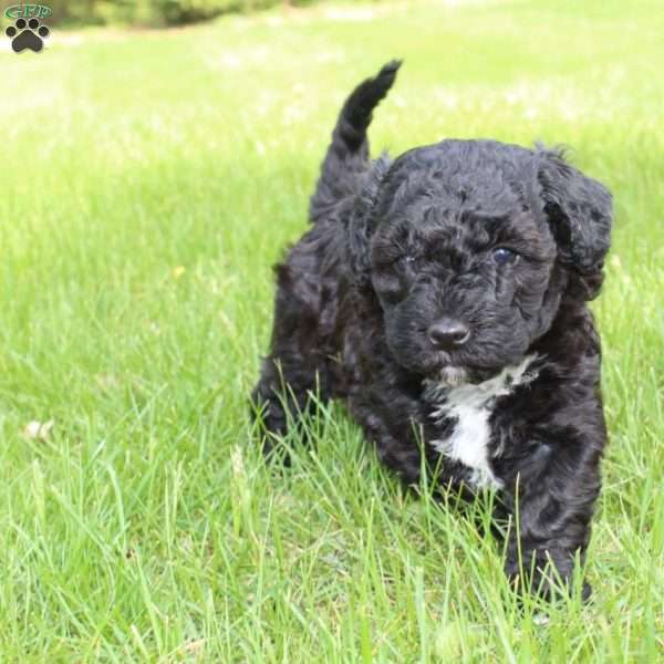 Breeze, Cavapoo Puppy