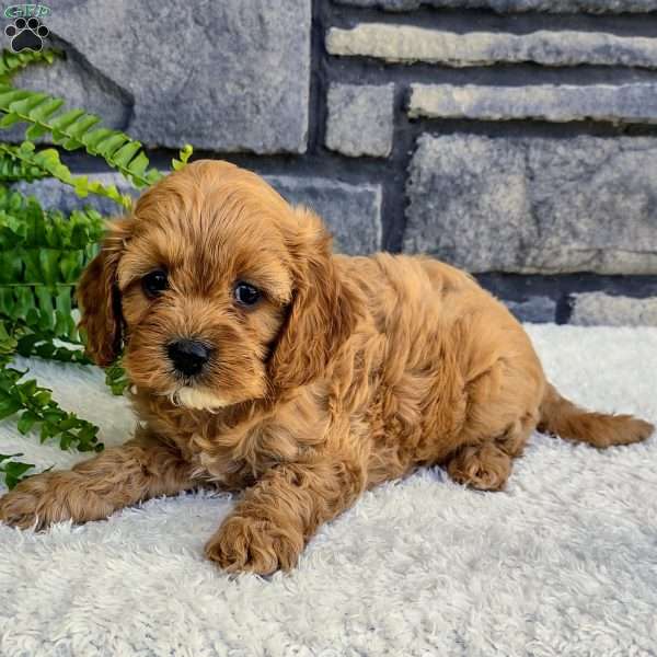 Bella, Cavapoo Puppy