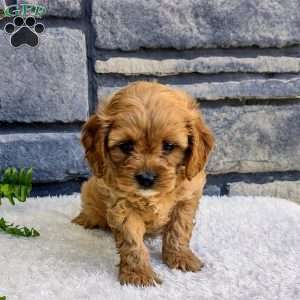 Bella, Cavapoo Puppy
