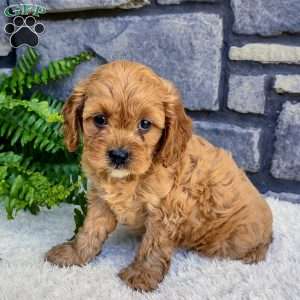 Bella, Cavapoo Puppy