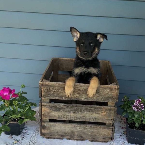 Charlie, German Shepherd Puppy