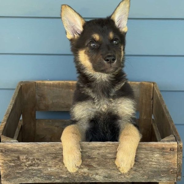 Milo, German Shepherd Puppy