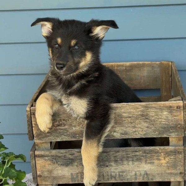 Ollie, German Shepherd Puppy