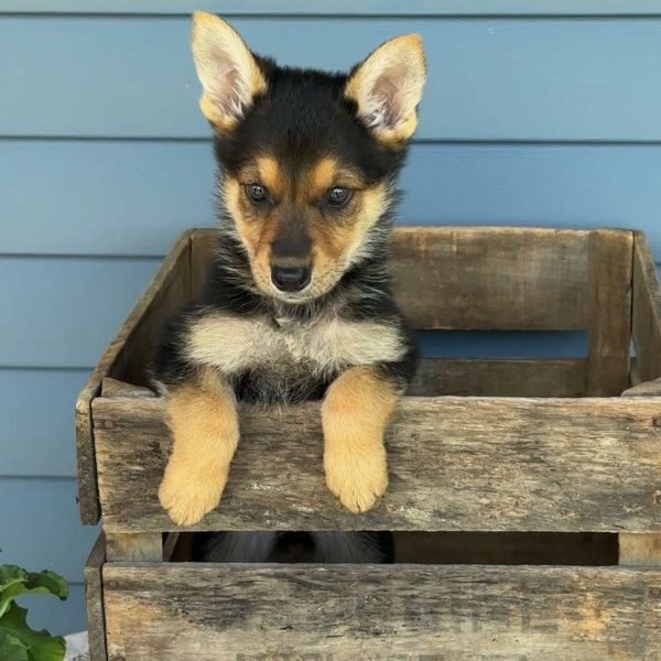 Teddy, German Shepherd Puppy